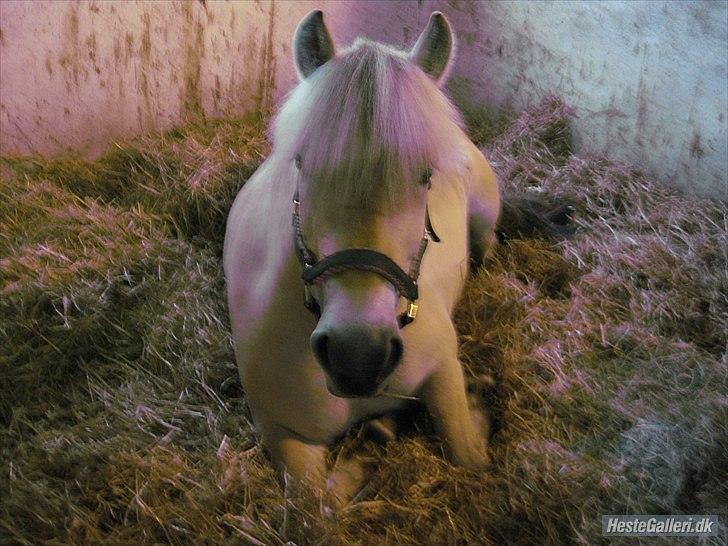 Fjordhest Fenja "Tidl låne pony" - Ligger du godt mus<3! billede 1