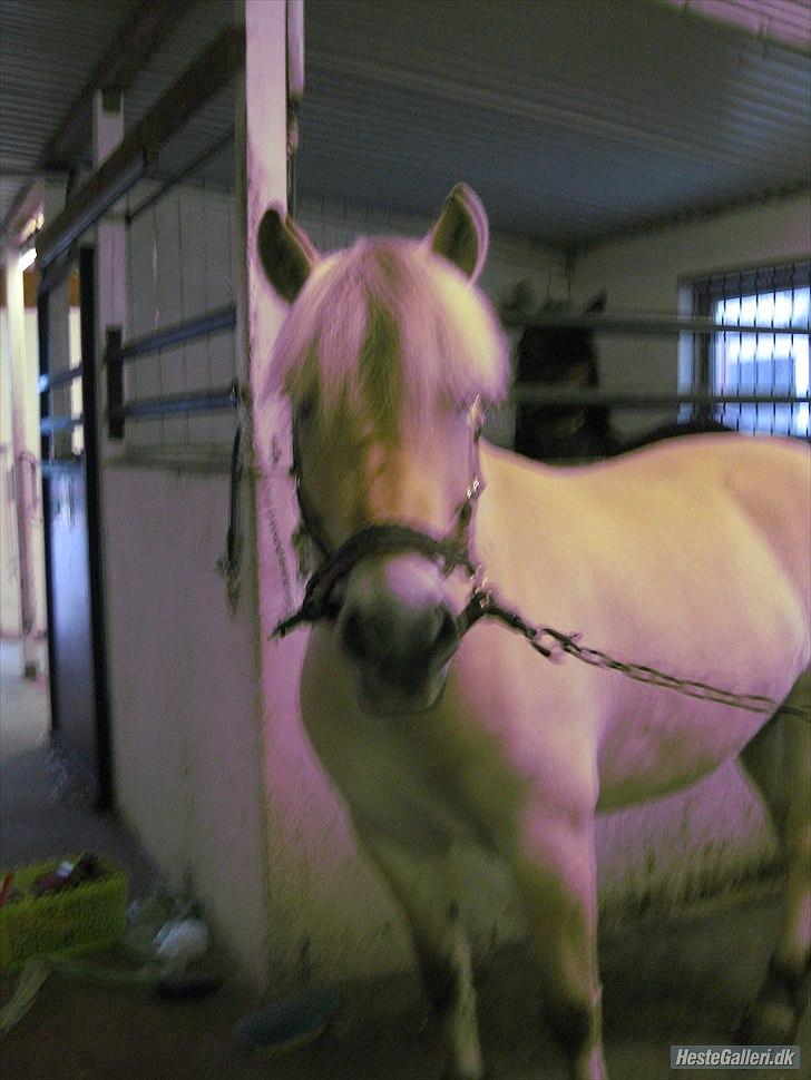 Fjordhest Fenja "Tidl låne pony" billede 5