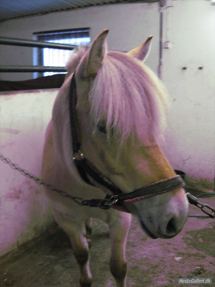 Fjordhest Fenja "Tidl låne pony" billede 6