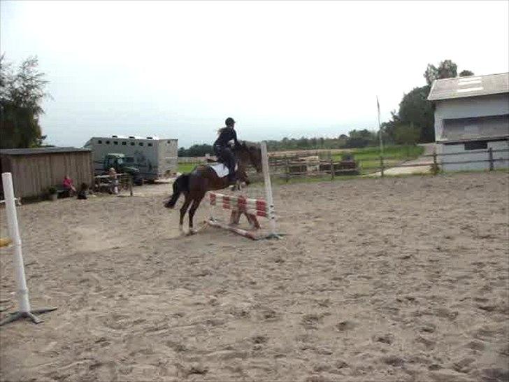 Fransk Sportspony Manel *Soul Mate* billede 7