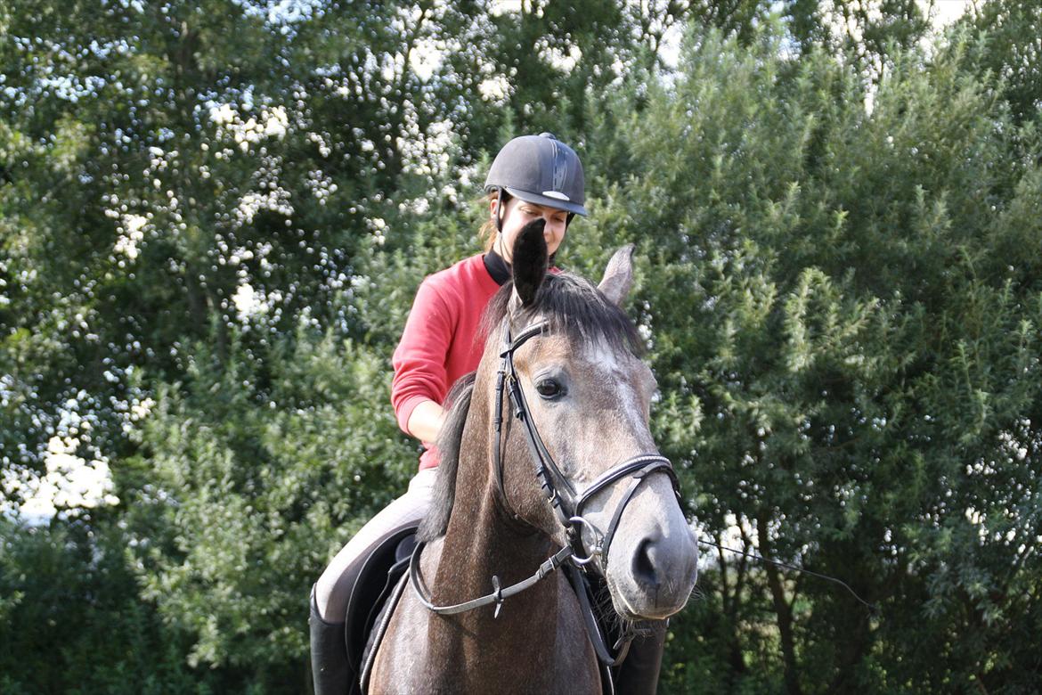 Holstener Lodenwijk l  (Ludwig) - 15.08.11 billede 3