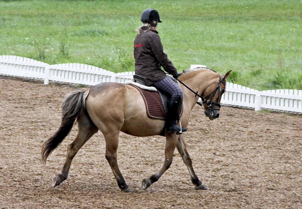 Anden særlig race Karlsbjerggårds Surprise  - Dressur kursus af Susanne Drewes ude på OHR.  Første gang vi er på udebane, og det tog hun utrolig flot! :) Fotograf: Signe billede 15