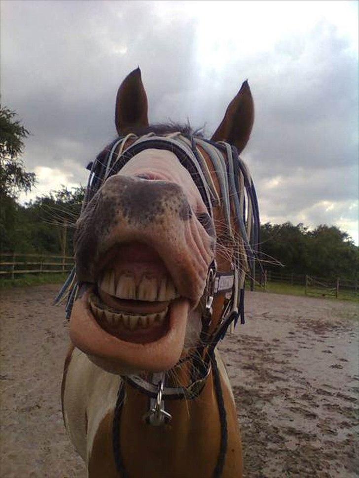 Anden særlig race Camino *CMNS* - Mino på hans 7 års fødselsdag! :* billede 19