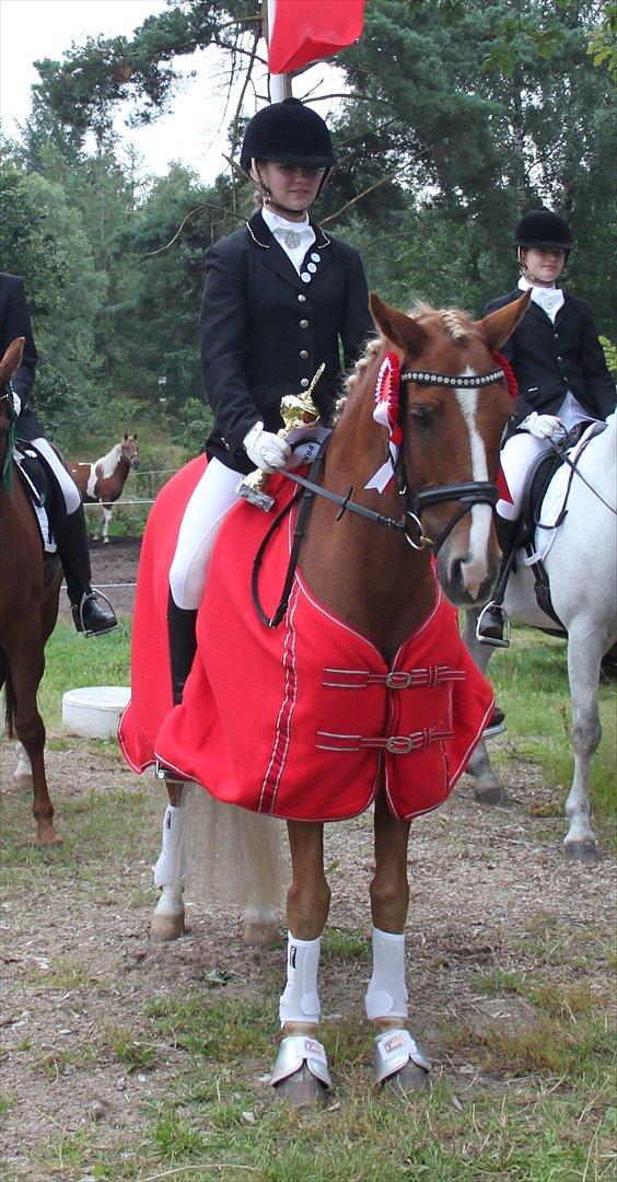 New Forest Danish Dynamit (Kalle) Til Saalg - Distriktsmester 2011, 67.18% :))) billede 6