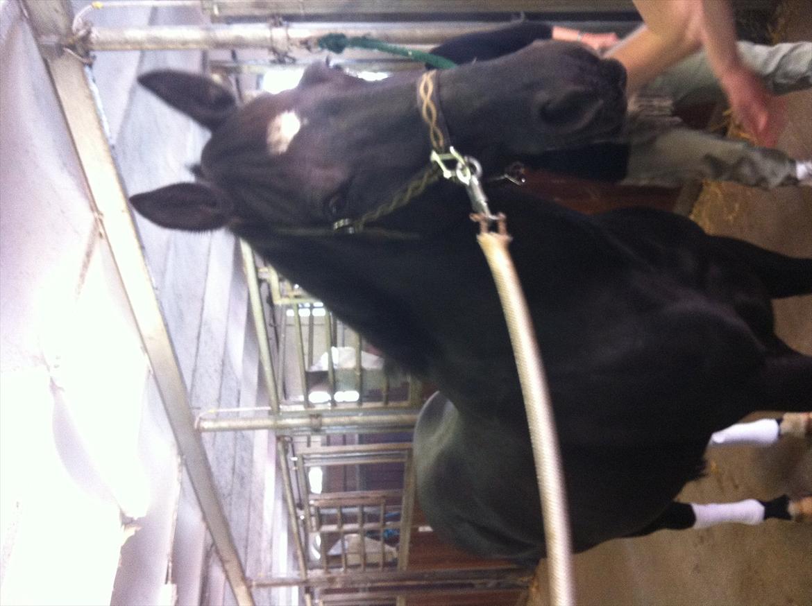 Welsh Cob (sec D) Dark Shadow <3 - da jeg prøvede ham <3 billede 9