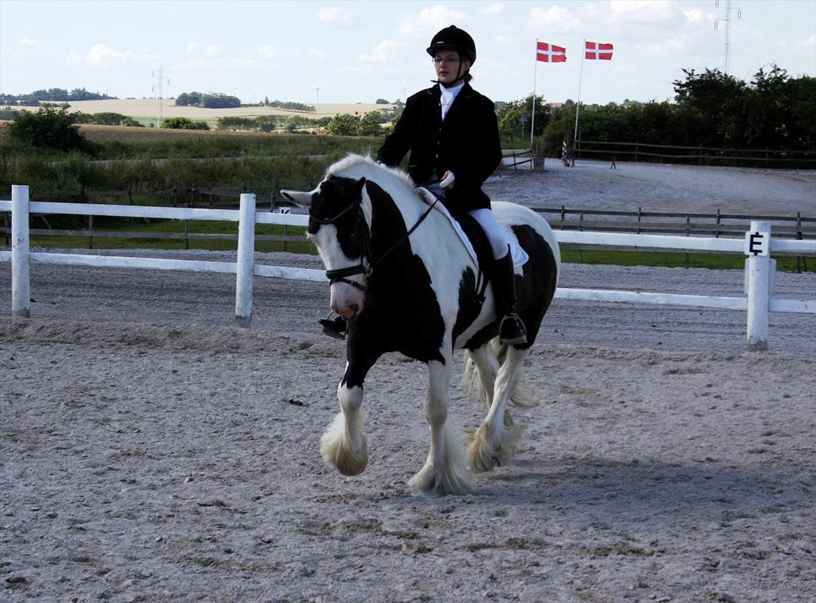 Irish Cob Willie McLeod Skovbo (Bas) - Taget af Ulla Olesen, 13/8 2011 :) billede 18