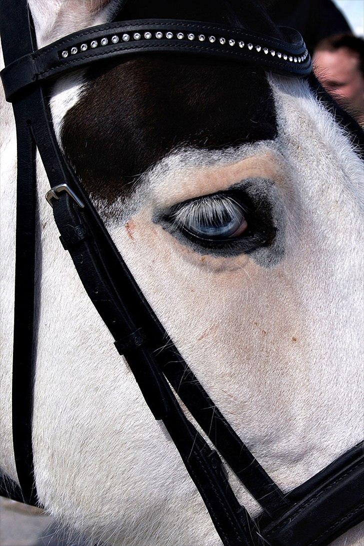 Irish Cob Willie McLeod Skovbo (Bas) - Smukke Bas <3 Taget af Ulla Olesen d. 13 august 2011 :) billede 12