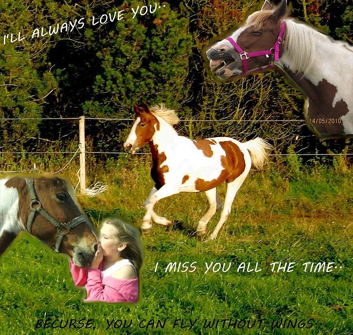 Anden særlig race Tango Lady. - ¤Tango Lady¤
I'LL ALWAYS LOVE YOU AND I MISS YOU ALL THE TIME, BECURSE, YOU CAN FLY WITHOUT WINGS i: ♥♥ billede 20