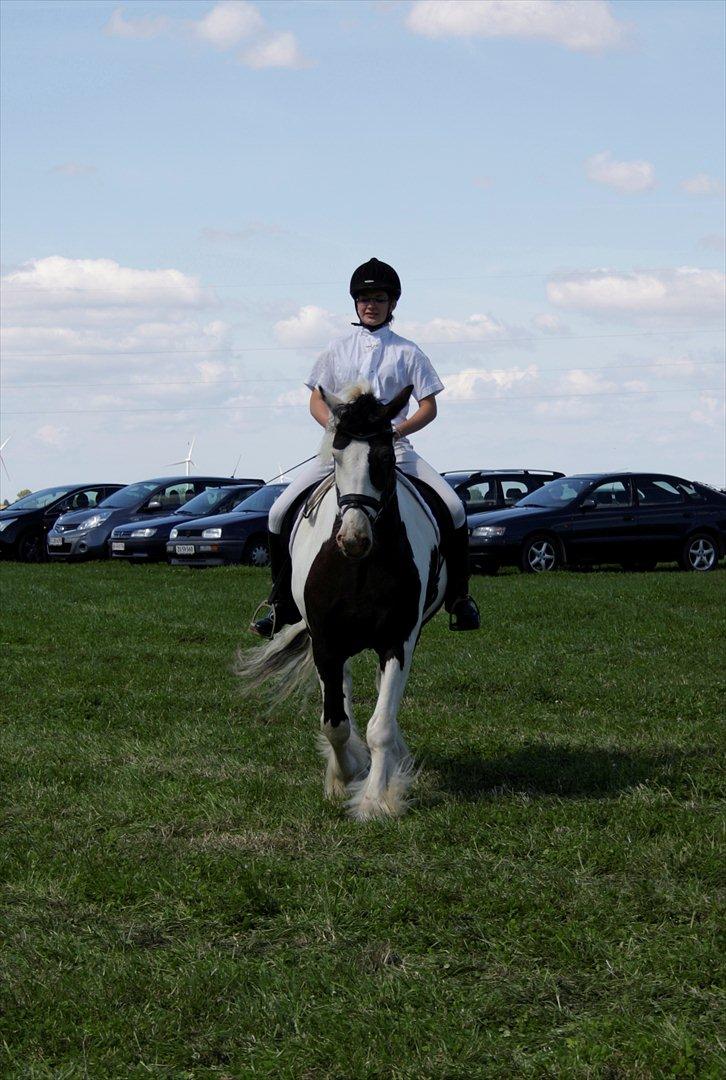 Irish Cob Willie McLeod Skovbo (Bas) - Til stævne ved NMRC 13/8, taget af Ulla Olesen :) billede 19