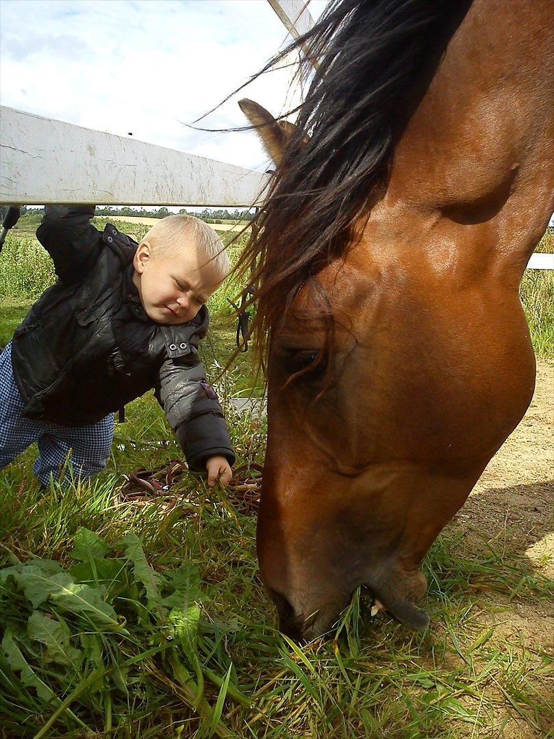Shagya Araber (SH) Bahebec Takhises *Basse* - *SOLGT* - Bahebec sammen med min søn.. ("her er lige lidt græs") billede 10