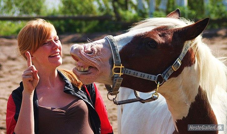 Pinto Blanding Gismoe - #5 Gismoe smiler på vores 1 årsdag  :D foto: Line Holst Petersen billede 5
