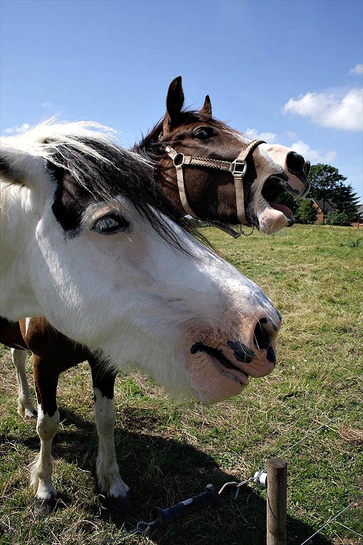 Irish Cob Willie McLeod Skovbo (Bas) - Far og søn :D Taget af Ulla O :) billede 20