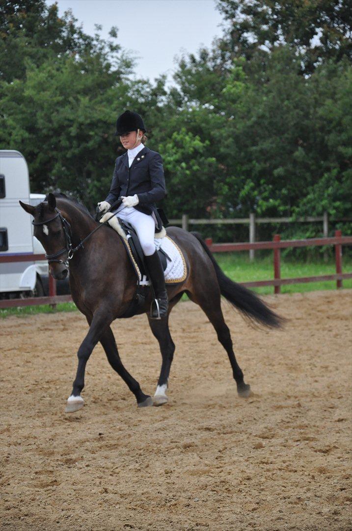 New Forest Elmholts Bravur  - Stjernen ! <3 billede 4