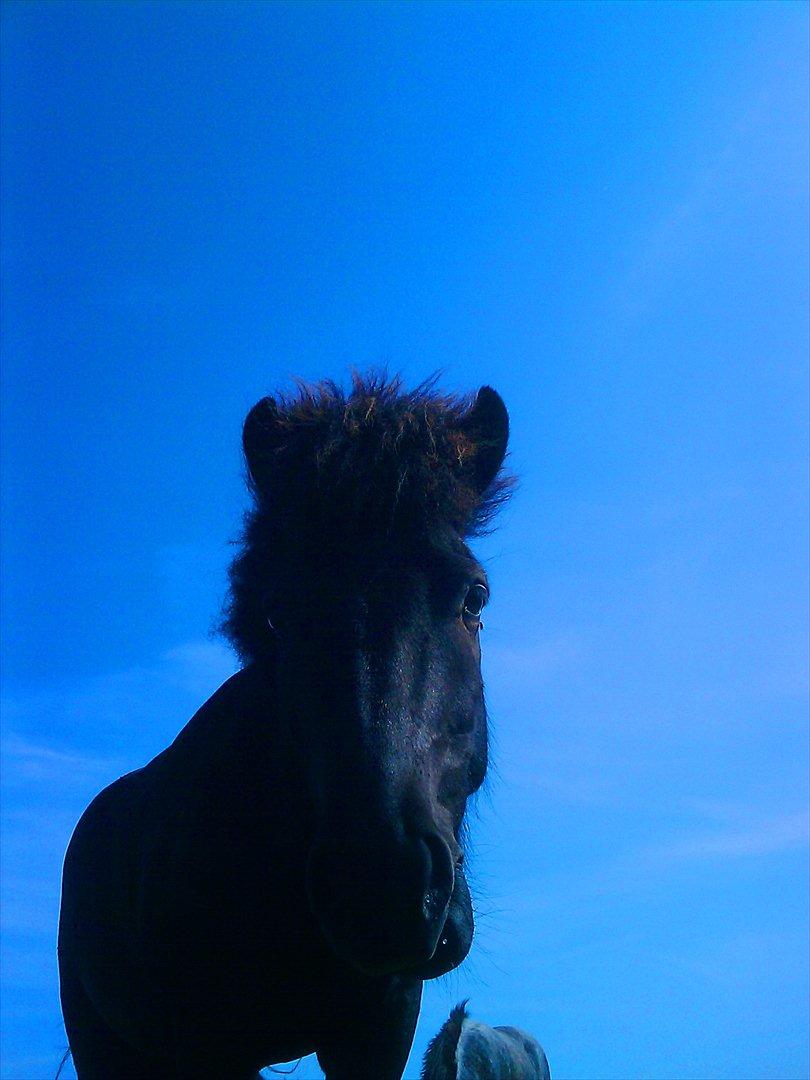 Islænder Enok fra Freersvang  billede 17