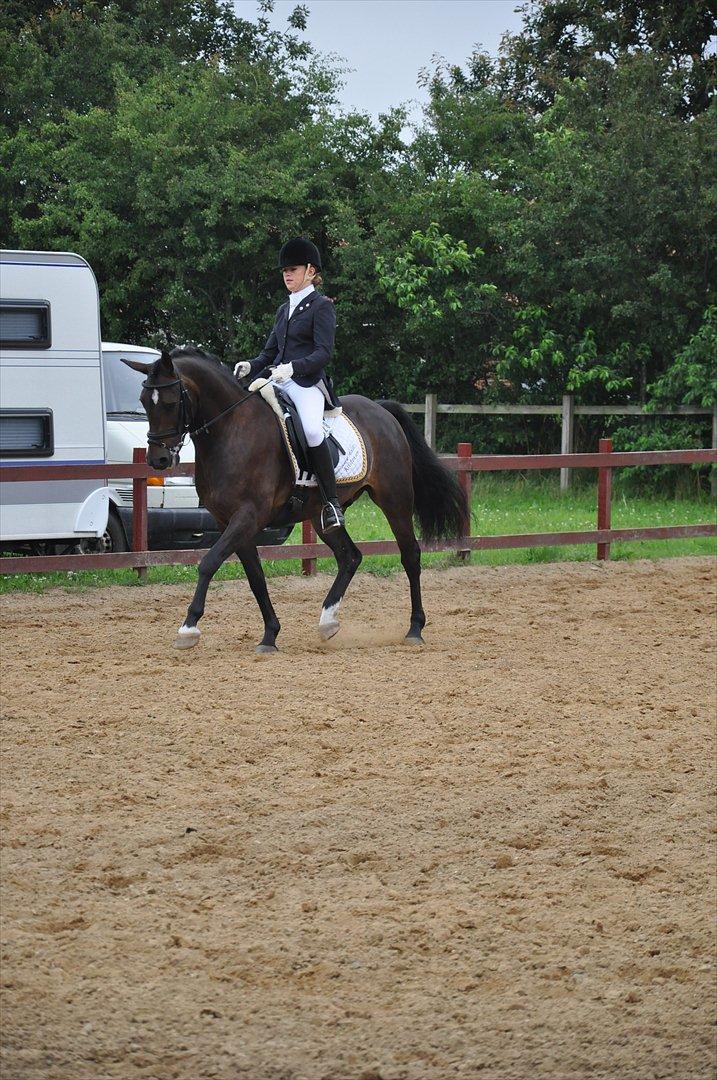 New Forest Elmholts Bravur  billede 7