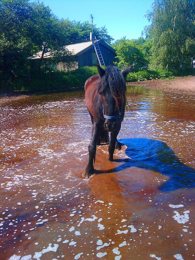 Fell pony Michaks Jaguar  - VAND er såååå sjovt :) billede 8