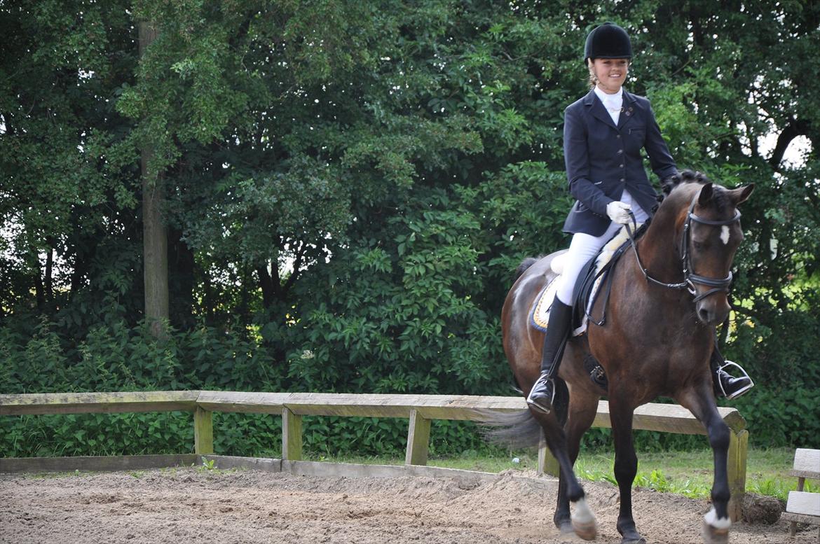 New Forest Elmholts Bravur  billede 8