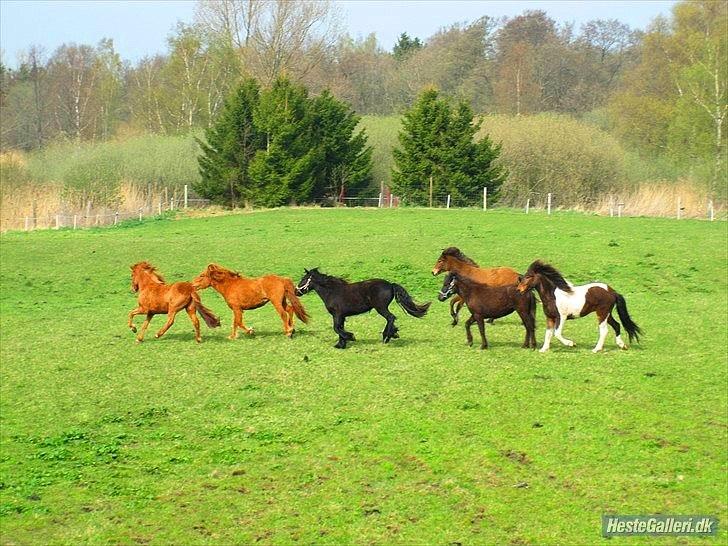 Fell pony Michaks Jaguar  - ung hestene på sommerfold :) ja det er ham der løber imidten :D billede 9