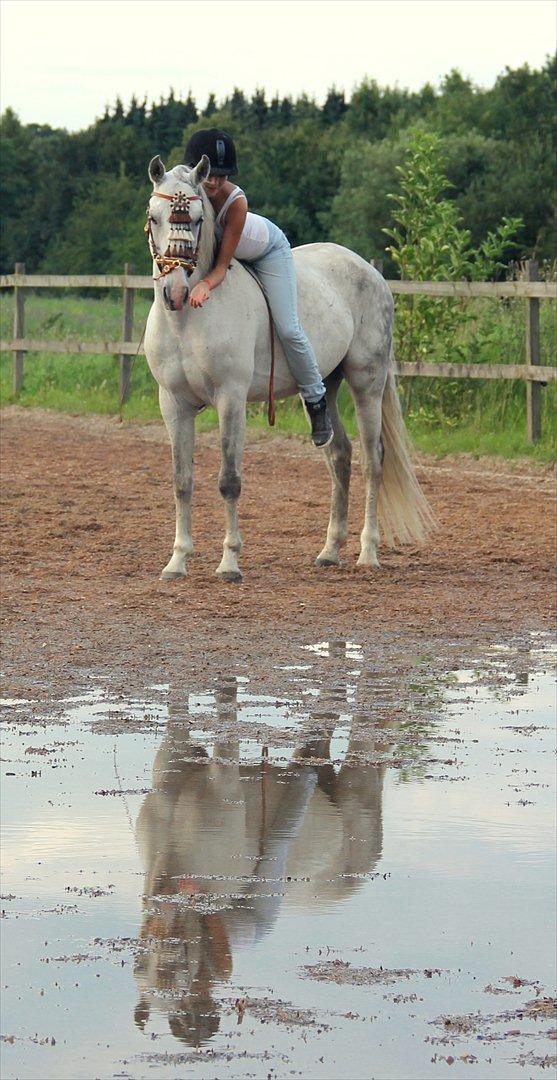 Lusitano Urque - 19 # "Min hest er mit spejl, som uforfalsket gengiver mine dårlige og gode luner. Se din hest i øjnene og lad dig ikke skræmme af sandheden." <3 August 2011 billede 19