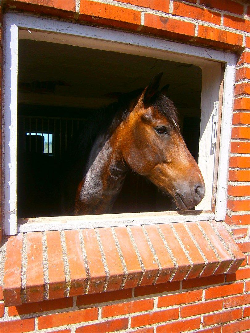 New Forest Elmholts Bravur  - Hjemme :) billede 9