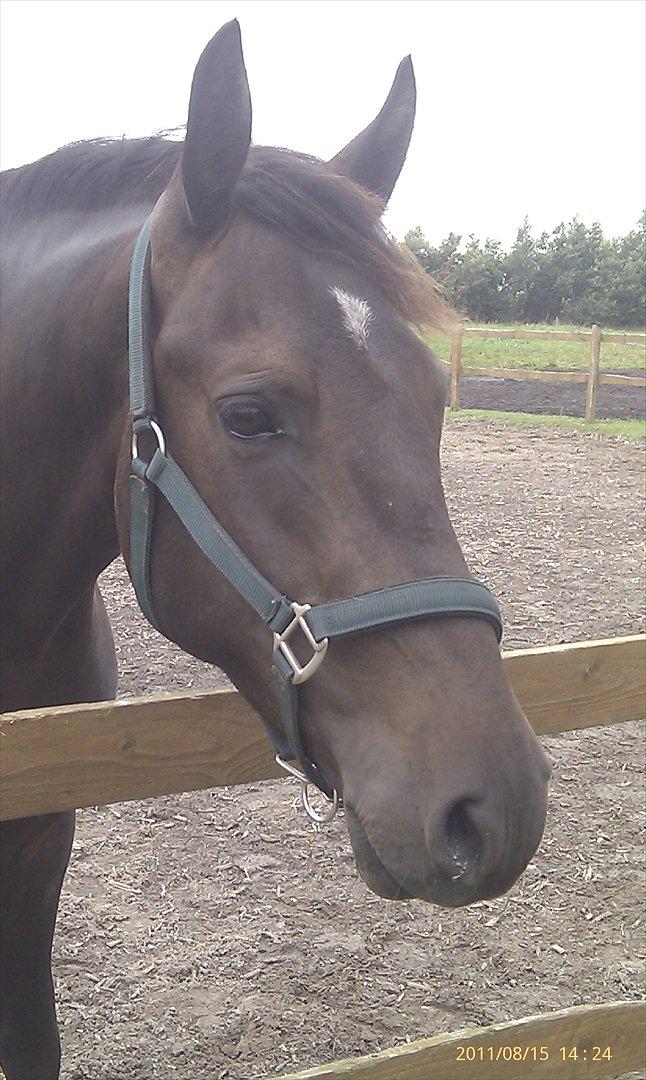 New Forest Holmens Sir Bastian *Solgt* billede 7