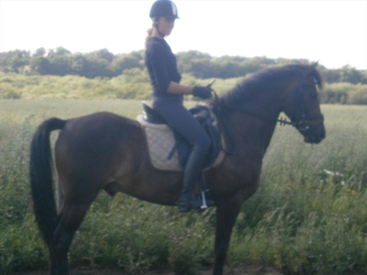 New Forest Elmholts Bravur  billede 10