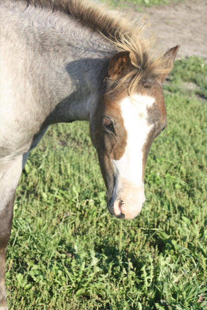 Welsh Mountain (sec A) Rosenløvs Shiny Spirit billede 12