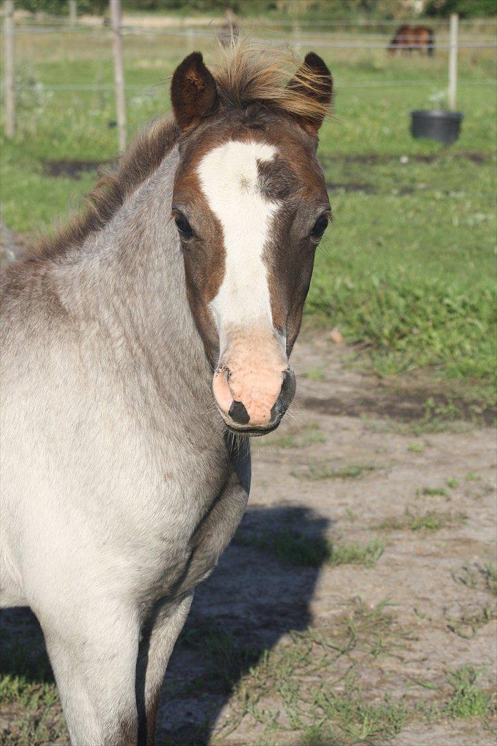 Welsh Mountain (sec A) Rosenløvs Shiny Spirit - 3mdr sommer 2011 billede 14