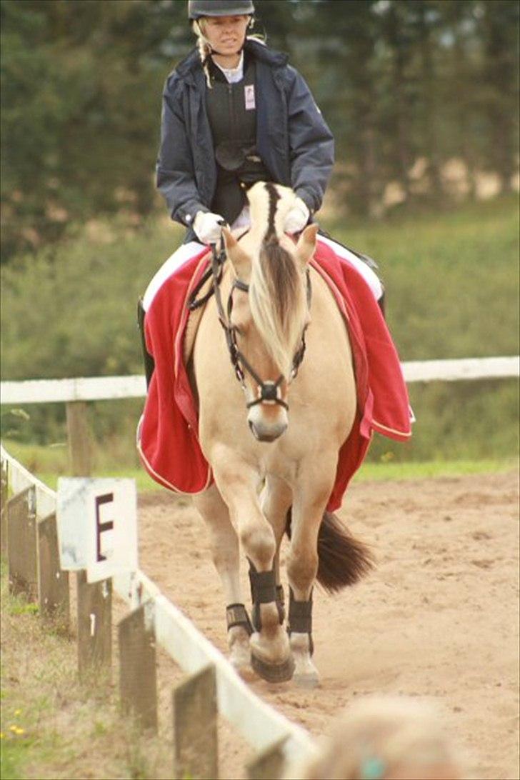 Fjordhest Gajol Møldrup - Fotograf: Anne-Katrine Nielsen billede 3
