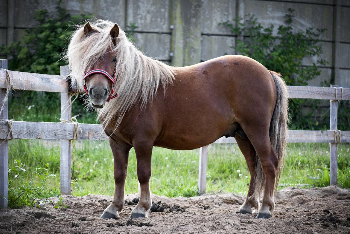 Shetlænder † Pjuske aka. Rufus af Rønhøj † - 28. juli, 2011 - Taget dagen inden jeg smutter nogle dage til KBH. Kan i ikke se hvorfor det var en hård tur til staden. <3 Kan godt fortælle jer, at jeg savnede min diamant..  billede 15