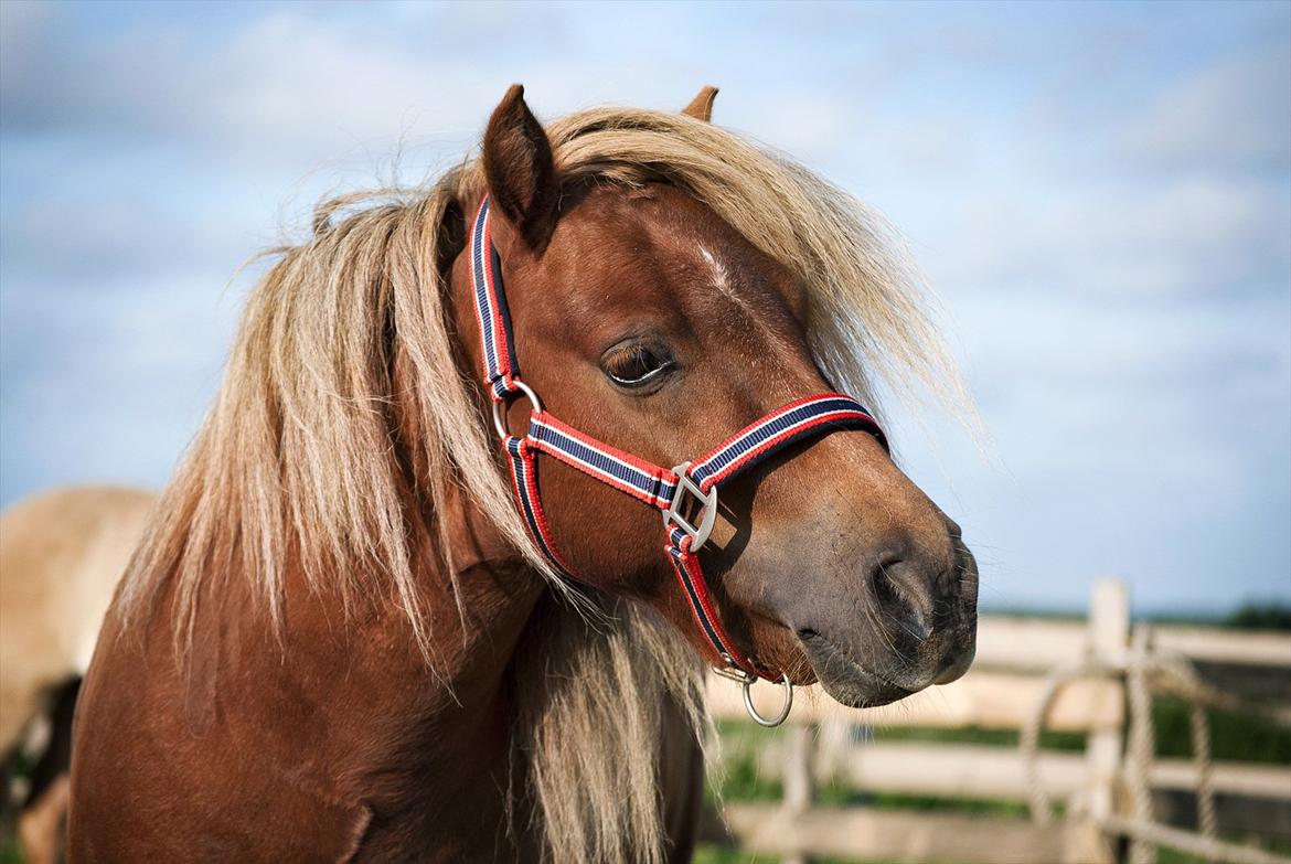 Shetlænder † Pjuske aka. Rufus af Rønhøj † - 28. juli, 2011 - :') Hvad skal jeg sige..?! Jeg smelter bare ved synet af ham. billede 11