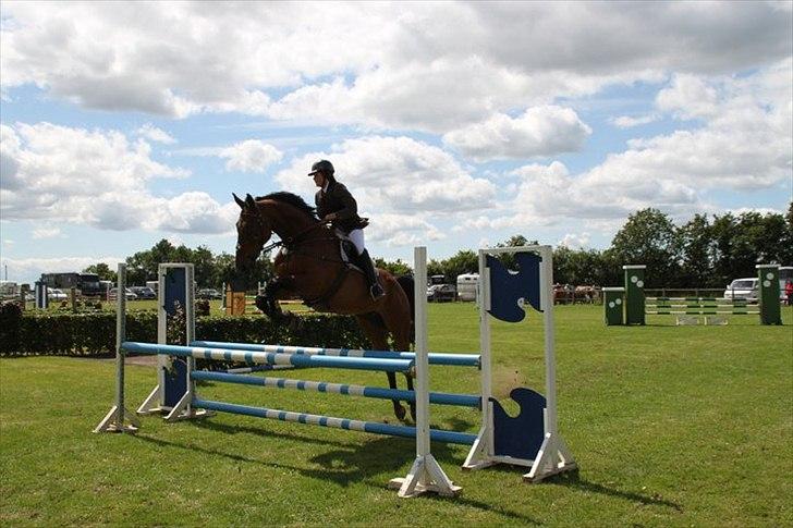 Dansk Varmblod Fighter  billede 10