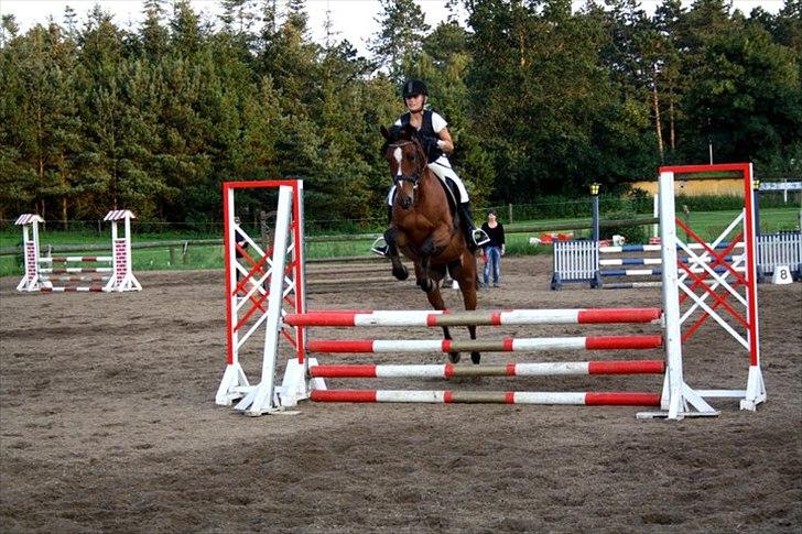 Ungarnsk Varmblod  Ramzes furioso Legény - død :'( billede 14