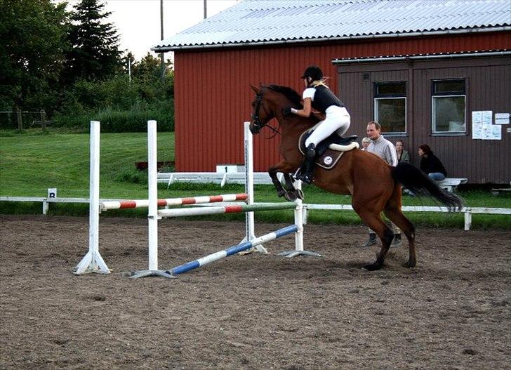 Ungarnsk Varmblod  Ramzes furioso Legény - død :'( billede 15