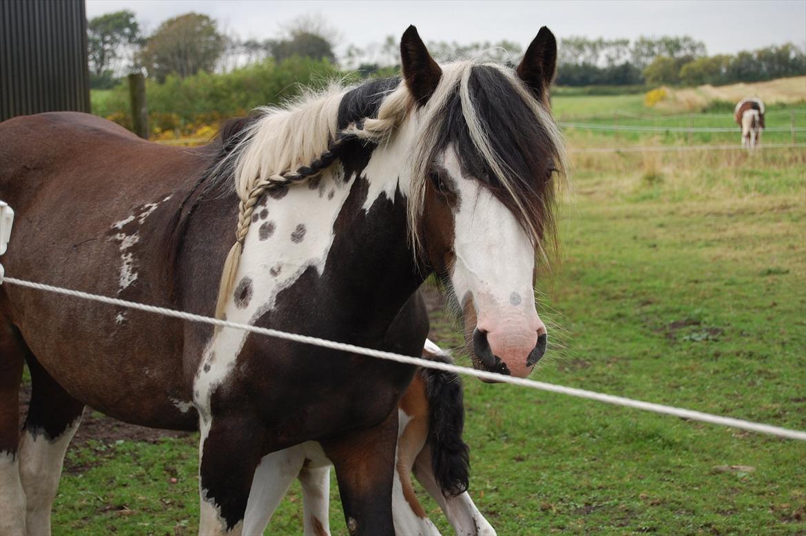 Irish Cob Shiloh 7 (Lucy) billede 1