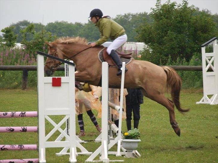 Anden særlig race Golden Dane (Bailey) - LB i meget rigtig meget regn vejr! Hodsager 2011 billede 3