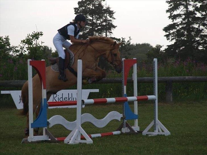 Anden særlig race Golden Dane (Bailey) - LB i hodsager 2011  billede 9