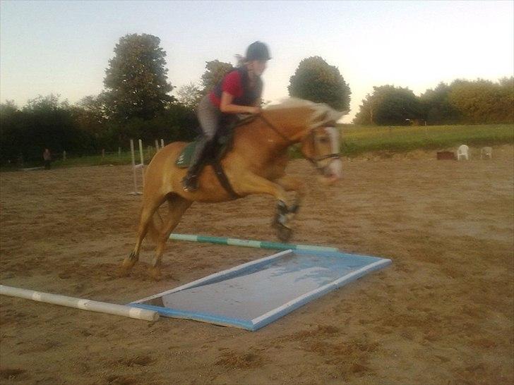 Haflinger Nordlundes Honey billede 16