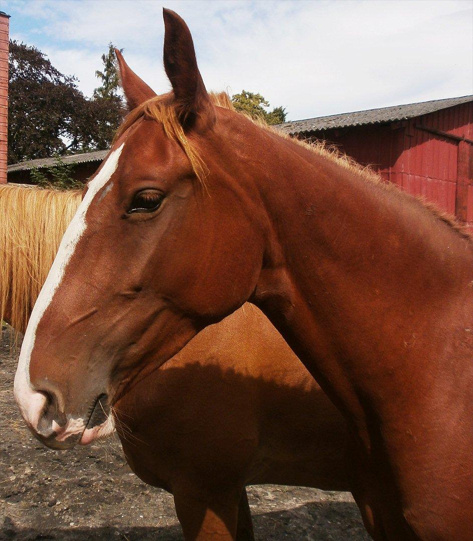 Frederiksborg Pricella billede 20