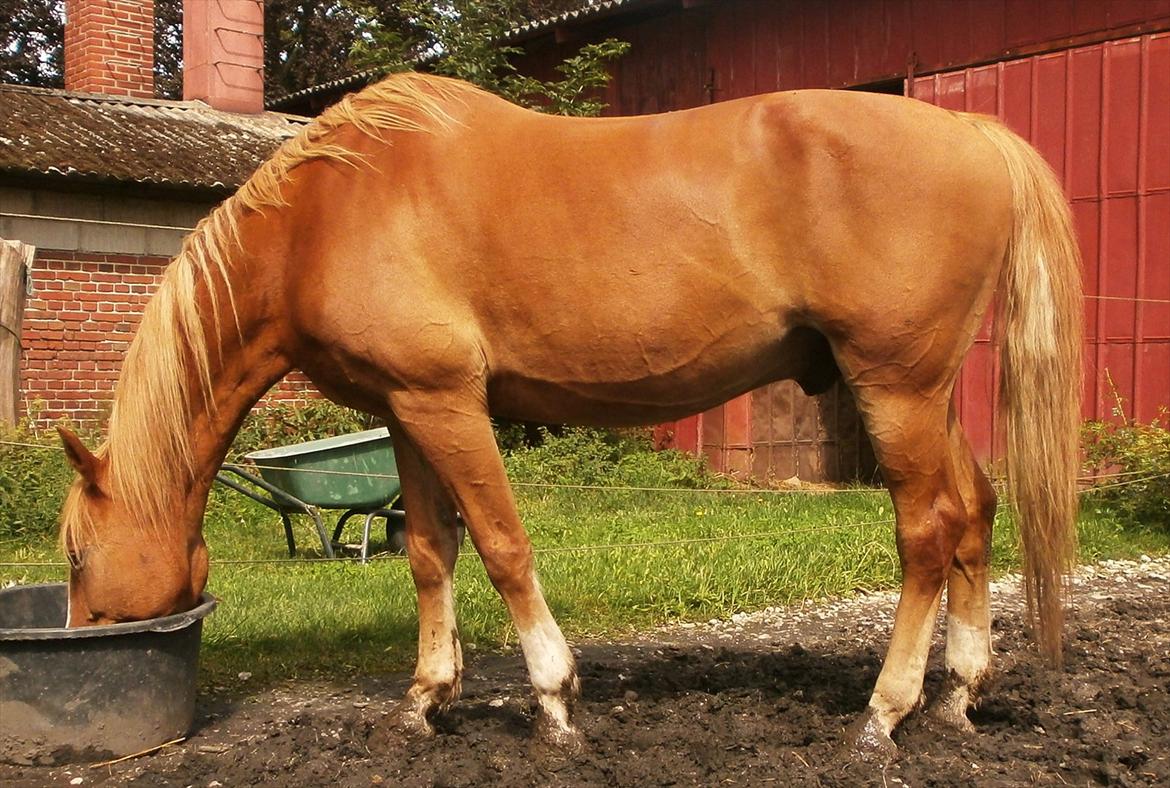 Frederiksborg Niki billede 13