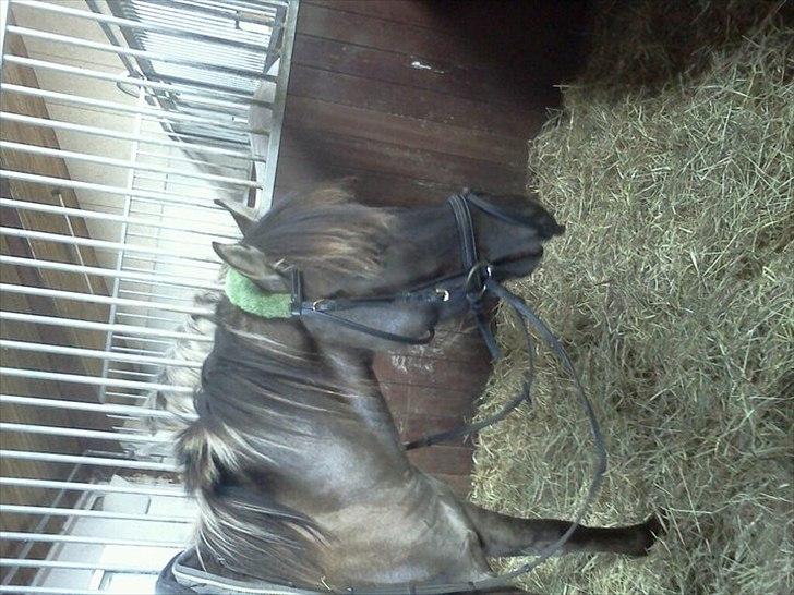 Anden særlig race Silver grey Moonlight billede 4