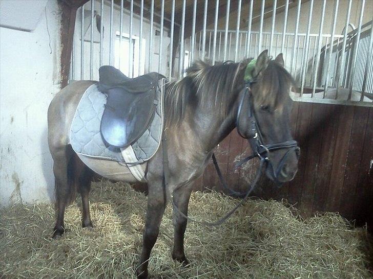 Anden særlig race Silver grey Moonlight billede 7