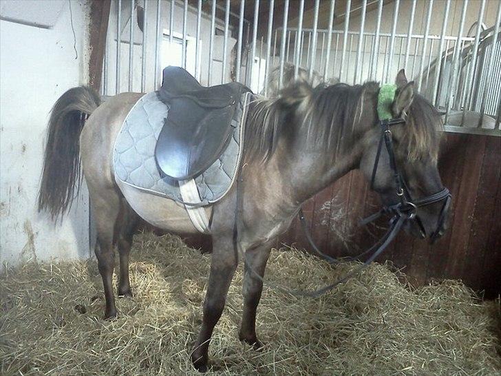 Anden særlig race Silver grey Moonlight billede 8