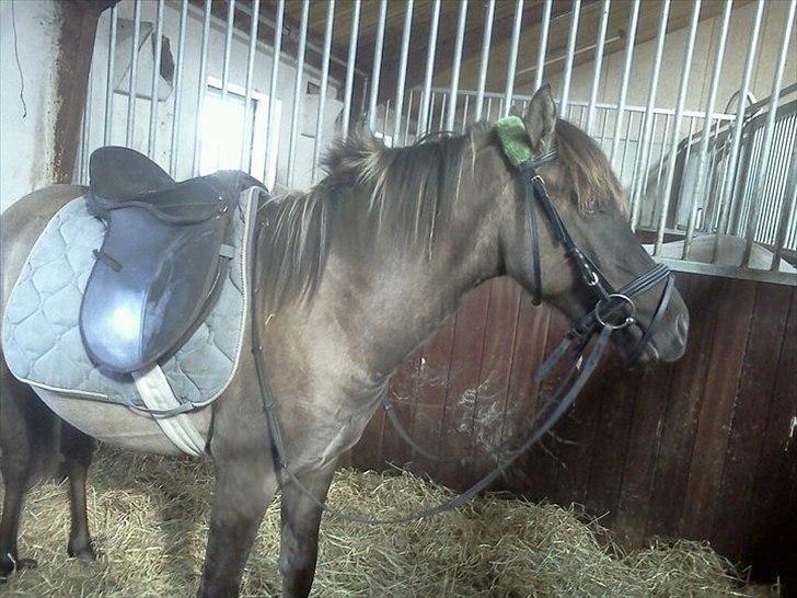 Anden særlig race Silver grey Moonlight billede 9