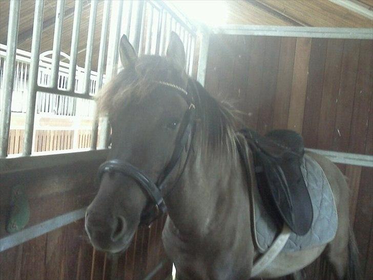 Anden særlig race Silver grey Moonlight billede 10