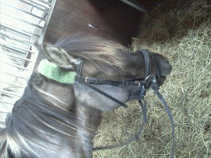 Anden særlig race Silver grey Moonlight billede 11