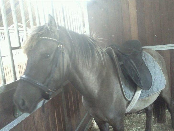 Anden særlig race Silver grey Moonlight billede 12