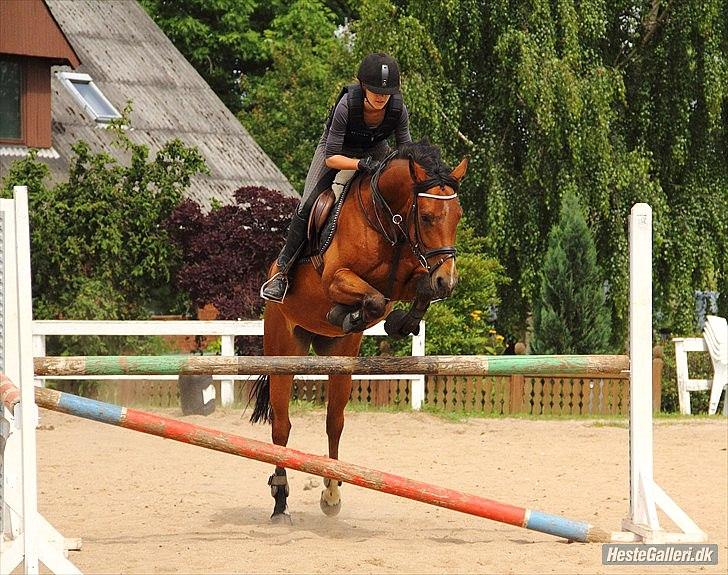 DSP Kenobi *Solgt* - Spring på LIND, vi kan da godt lidt! ;) Foto: Anna billede 7