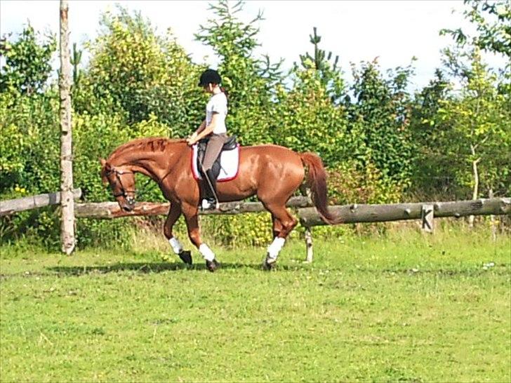 Dansk Varmblod Lobergs Carolina  - Lækker rund hest:)
Og tjek lige det seje bid ud ;)  billede 17