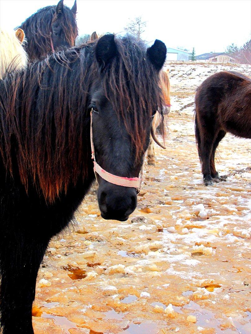 Fell pony Michaks Jaguar  billede 10